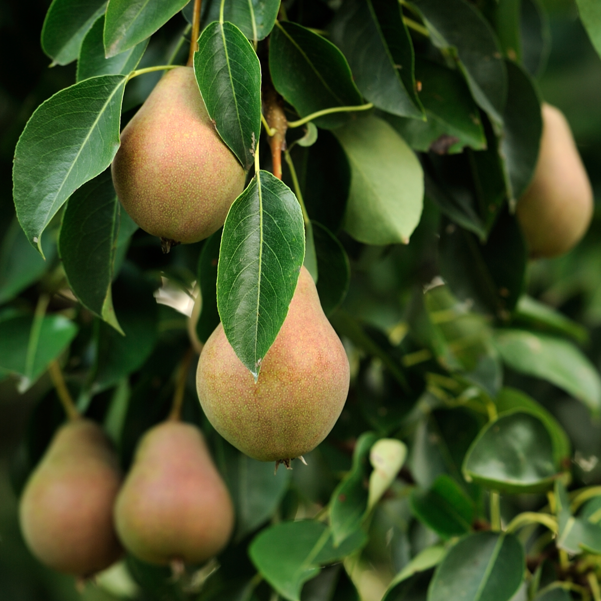16 Obstbäume – Apfel Birne Kirsche Pflaume – Höhe 60–70cm – ⌀9cm – Winterharte Obstgehölze für Garten & Balkon