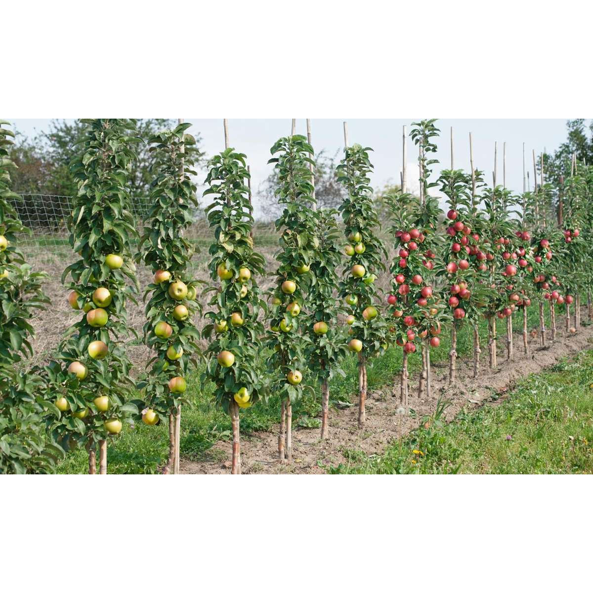 16 Obstbäume – Apfel Birne Kirsche Pflaume – Höhe 60–70cm – ⌀9cm – Winterharte Obstgehölze für Garten & Balkon