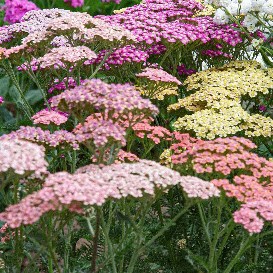 Achillea millefolium ‚Summer Pastell‘ – Schafgarbe Samen – Pastellfarbene Blüten – Schnittblume & Gartenstaude – 50 Samen