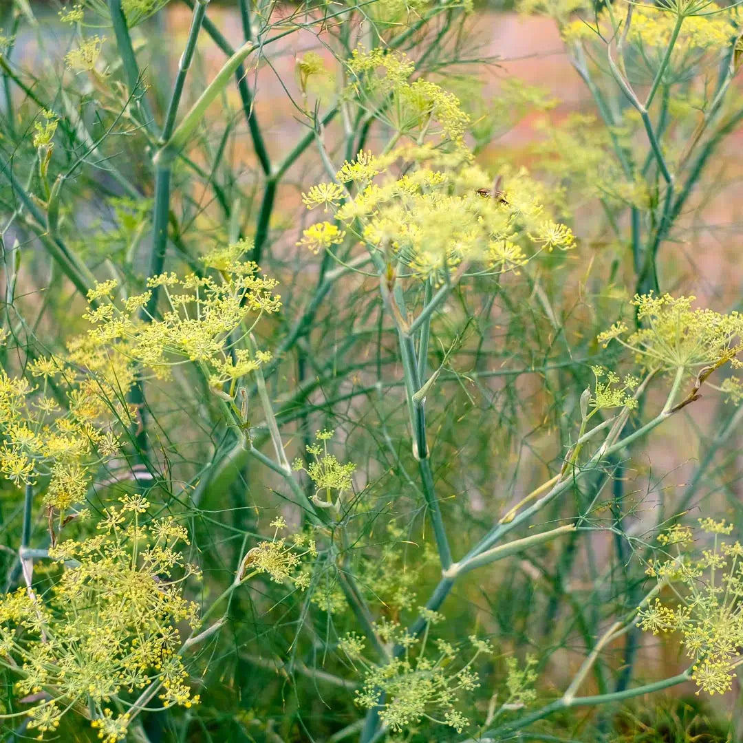 Anethum graveolens Dill Samen – Zier- & Schnittdill – Gelbgrüne Doldenblume – Cool Flower – 100 Samen