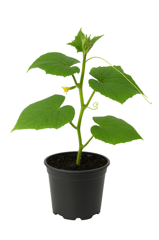 Einlegegurke Cucumis sativus – ertragreiche Gurkenpflanze für Freiland & Gewächshaus – sonniger Standort, nährstoffreicher Boden – Ernte August bis Oktober