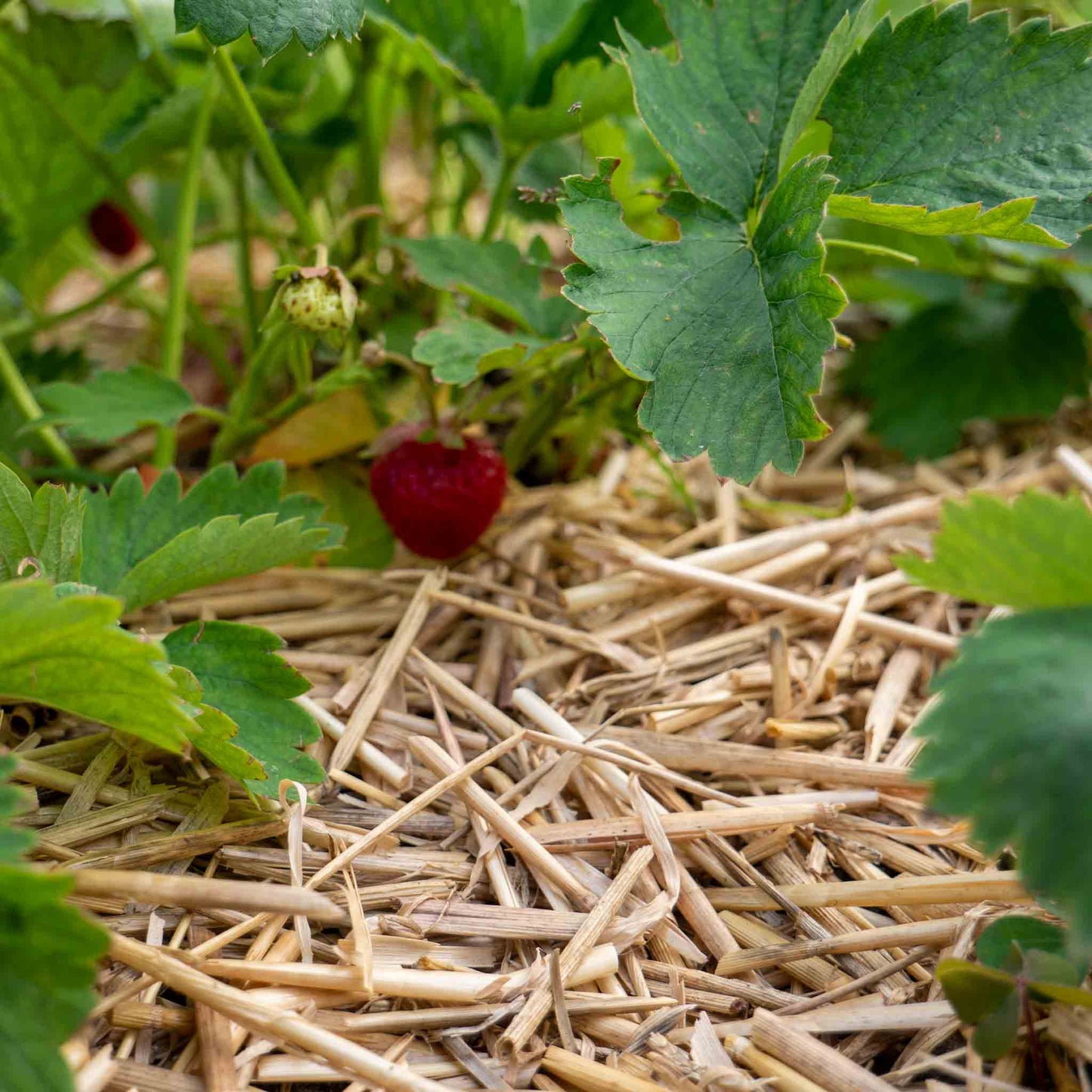 Pacciame di paglia / pacciame per il giardino