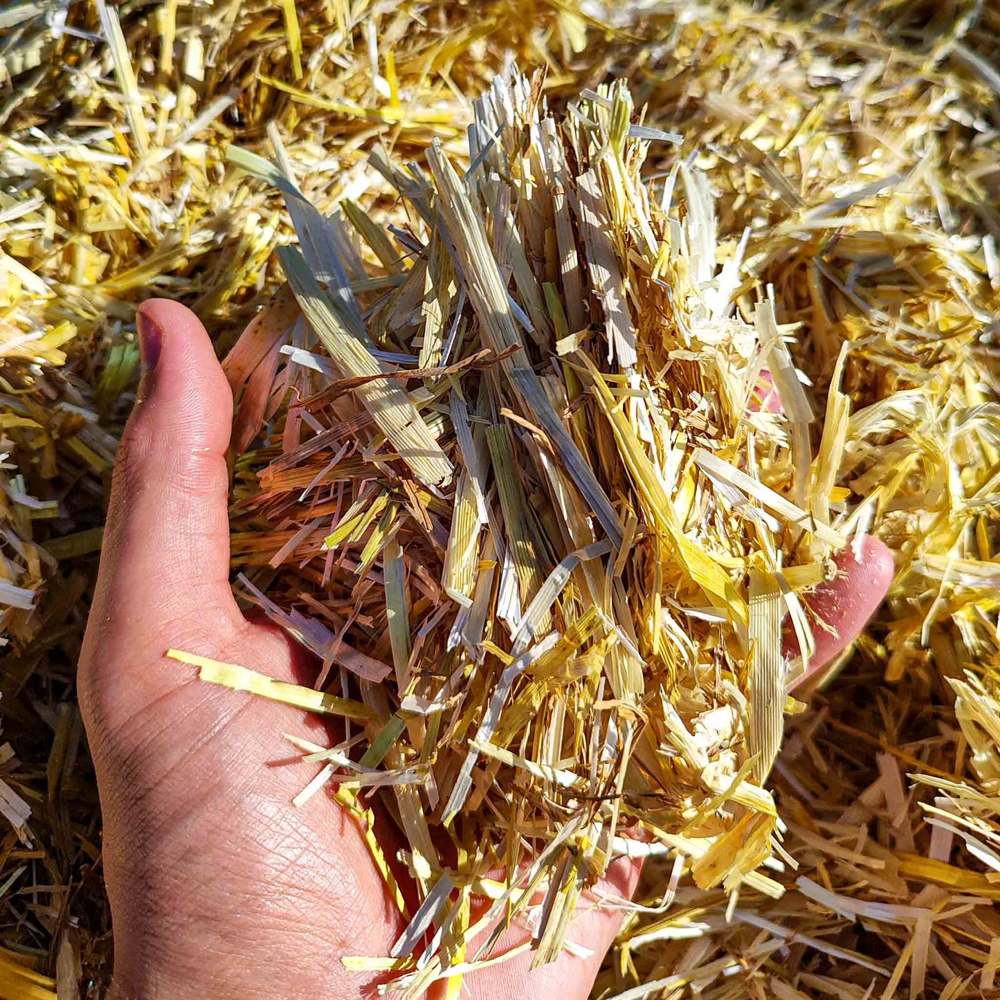 Pacciame di paglia / pacciame per il giardino