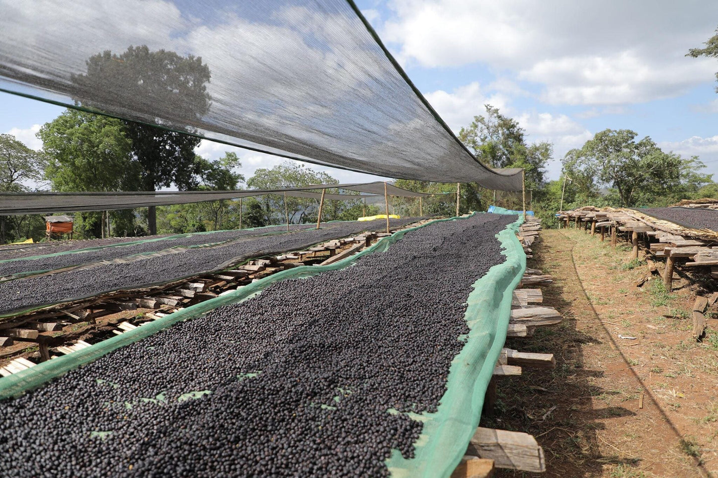 EA Decaf - Famiglia Syoum - Guji Natural