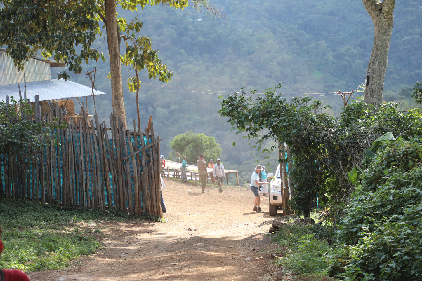 Caffè filtro - Famiglia Syoum - Heirloom Natural