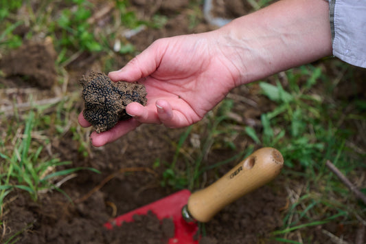 Mykorrhiza & Leadership: Was Organisationen von Trüffeln lernen können