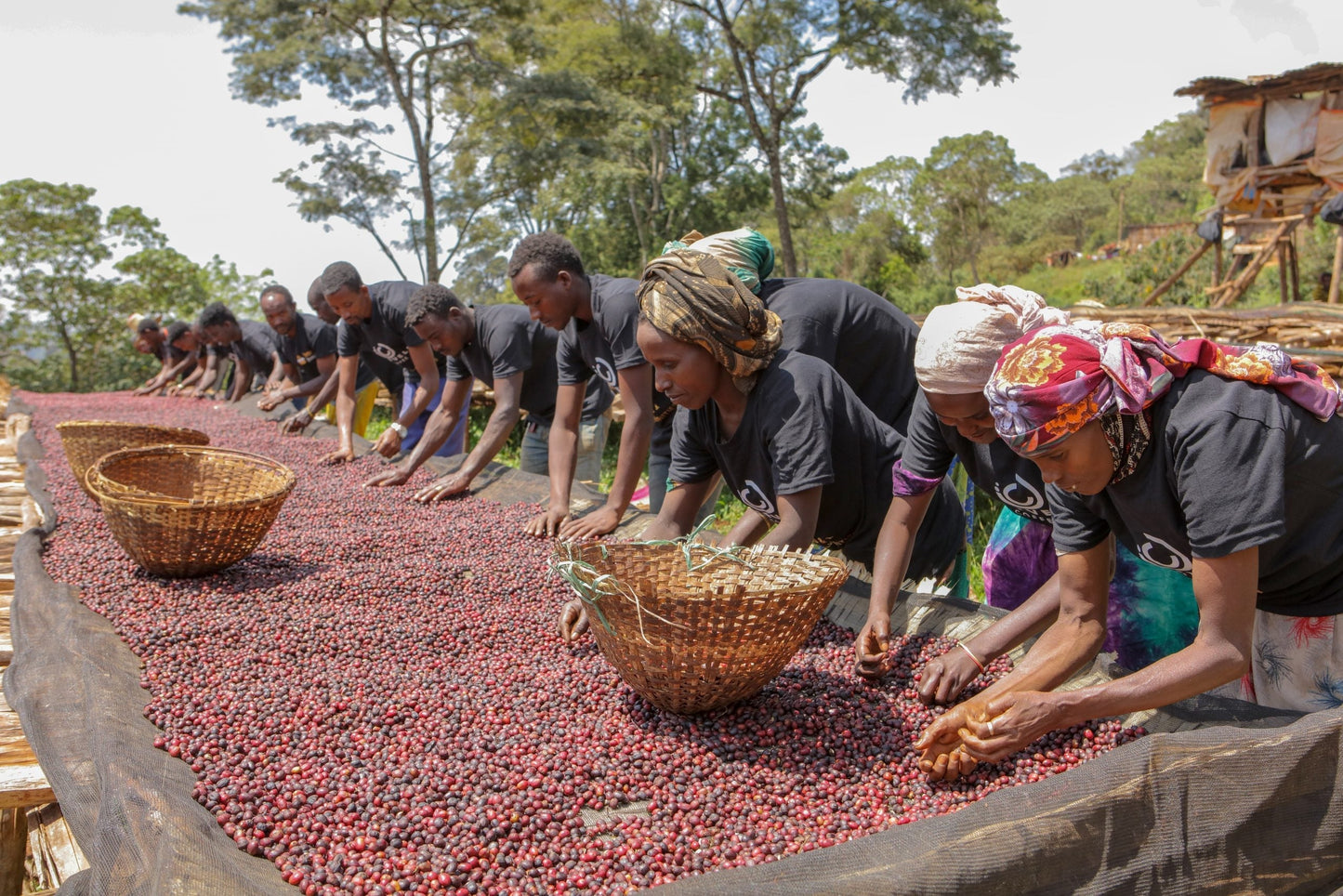 EA Decaf - Famiglia Syoum - Guji Natural