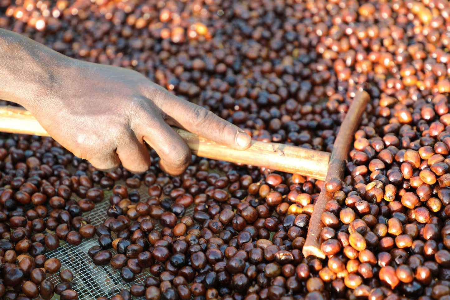 Caffè filtro - Famiglia Syoum - Heirloom Natural