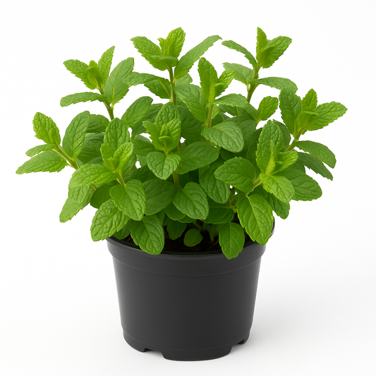Pfefferminze (Mentha piperita) – aromatische, winterharte Kräuterpflanze für Garten & Balkon – ideal für Tee, Desserts & Küche – kräftig duftend, pflegeleicht & mehrjährig
