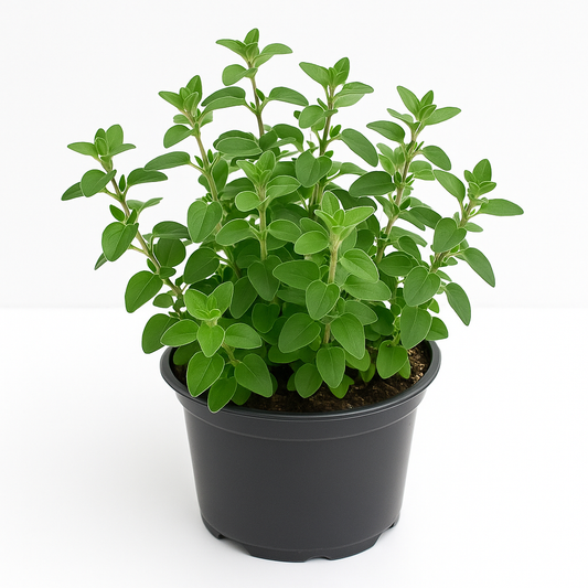 Oregano Origanum vulgare – Wilder Majoran / Dost – Mehrjähriges Würzkraut & Heilpflanze – Insektenfreundlich, wintergrün & duftend – Für Kräuterbeet, Balkon & Steingarten – Blüte Juli–September