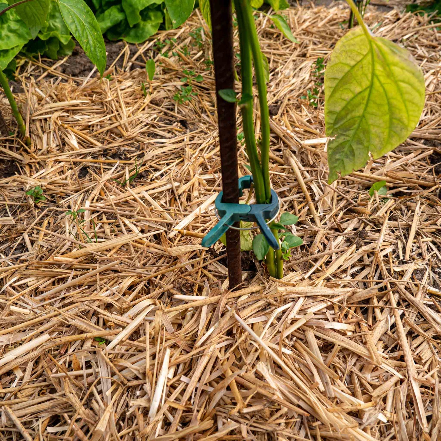 Pacciame di paglia / pacciame per il giardino