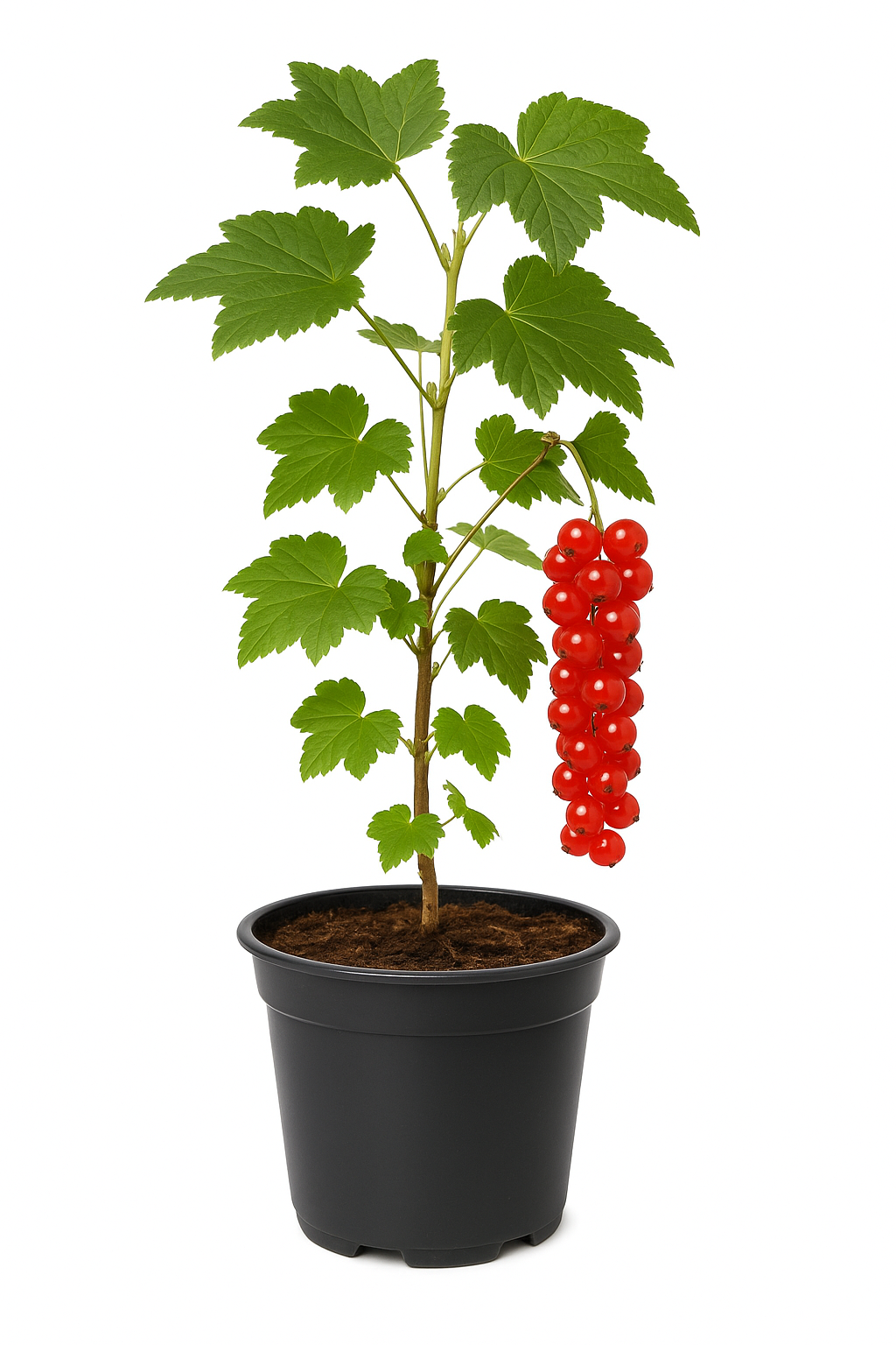 Ribes rubrum 'Rote Holländische' – Rote Johannisbeere – ertragreiche, aromatische Beerenpflanze für Garten & Hecke – winterhart & pflegeleicht – Fruchtreife Mitte Juli