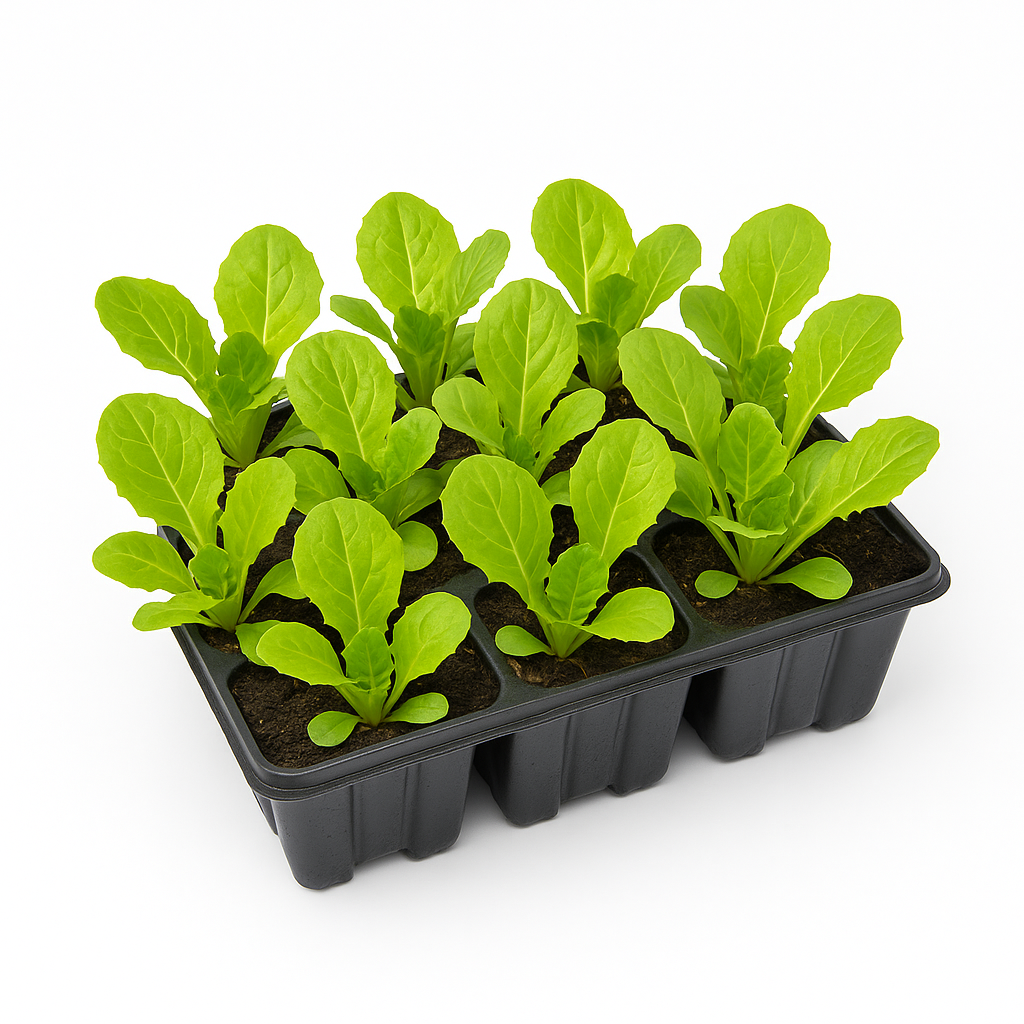 Salatpflanzen Mix im Tray – 60 Jungpflanzen – frischer Gartensalat für Beet, Hochbeet & Balkon – vitaminreich, schnell wachsend & pflegeleicht