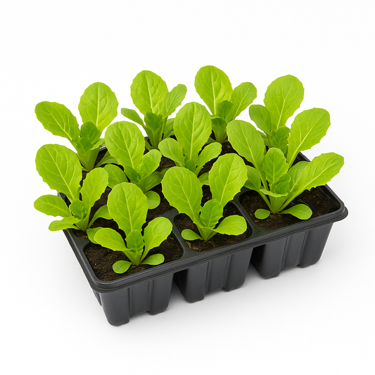 Salatpflanzen Mix im Tray – 60 Jungpflanzen – frischer Gartensalat für Beet, Hochbeet & Balkon – vitaminreich, schnell wachsend & pflegeleicht