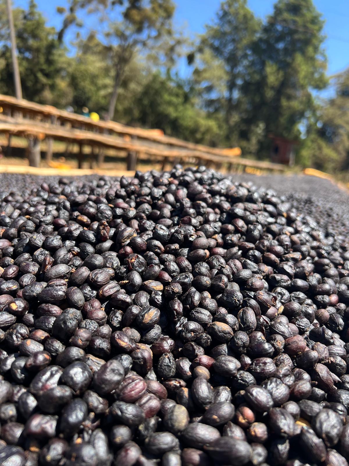 EA Decaf - Famiglia Syoum - Guji Natural