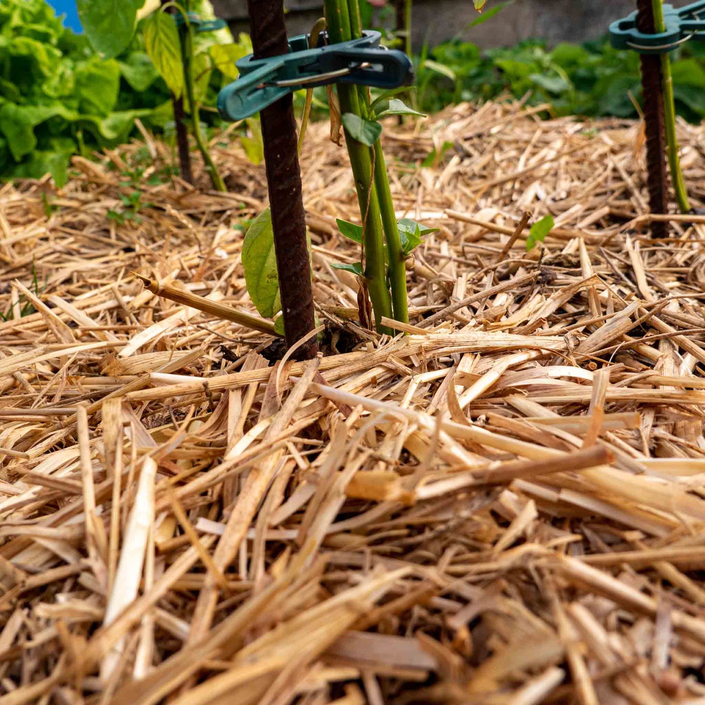 Pacciame di paglia / pacciame per il giardino