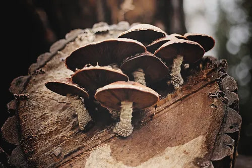 Coltura pronta di shiitake in un sacchetto Myko
