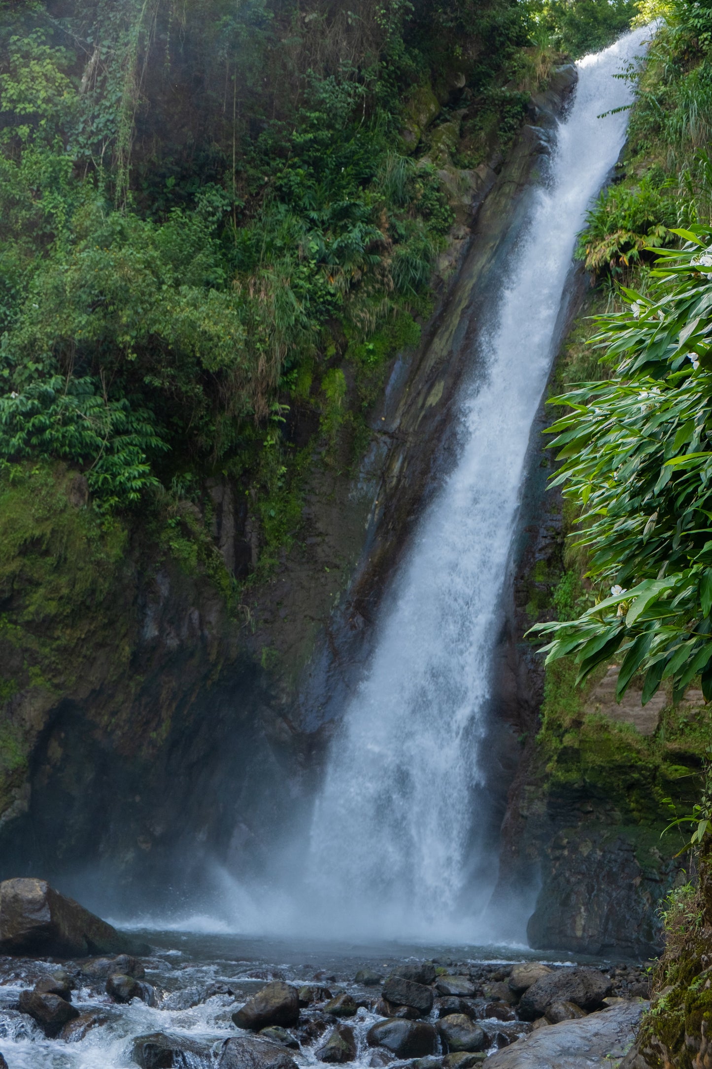 Espresso - Diego Robelo - Grand Peaberry Washed
