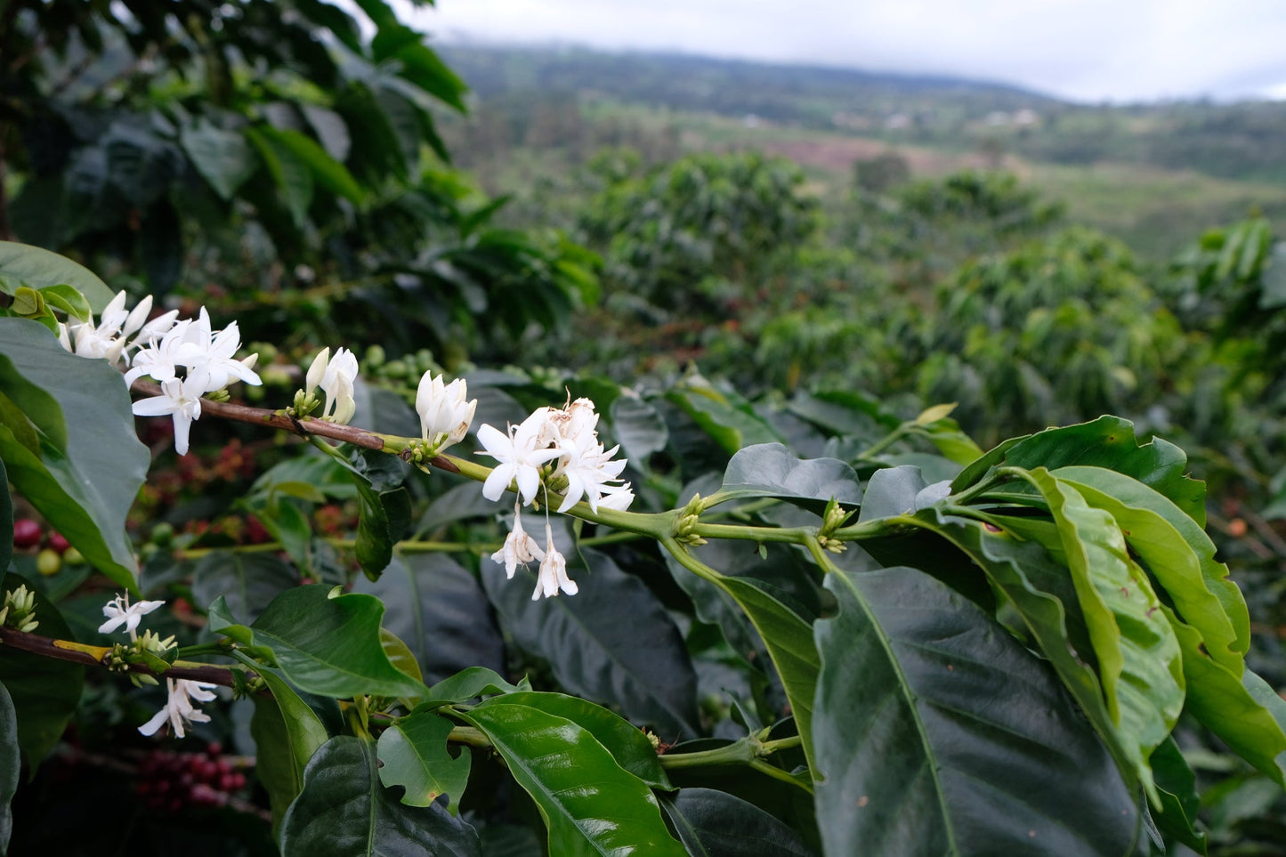 Espresso - Diego Robelo - Grand Peaberry Washed