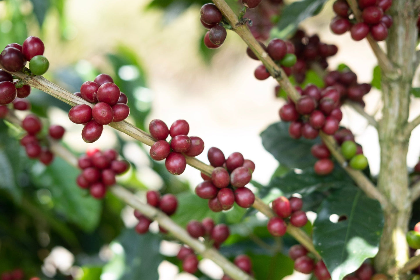 Espresso - Diego Robelo - Grand Peaberry Washed