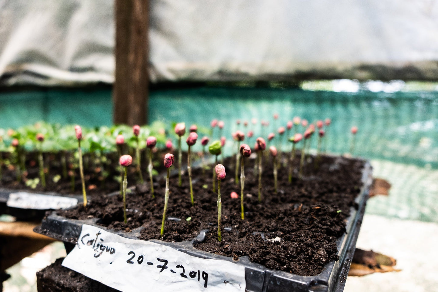 Espresso - Diego Robelo - Grand Peaberry Washed