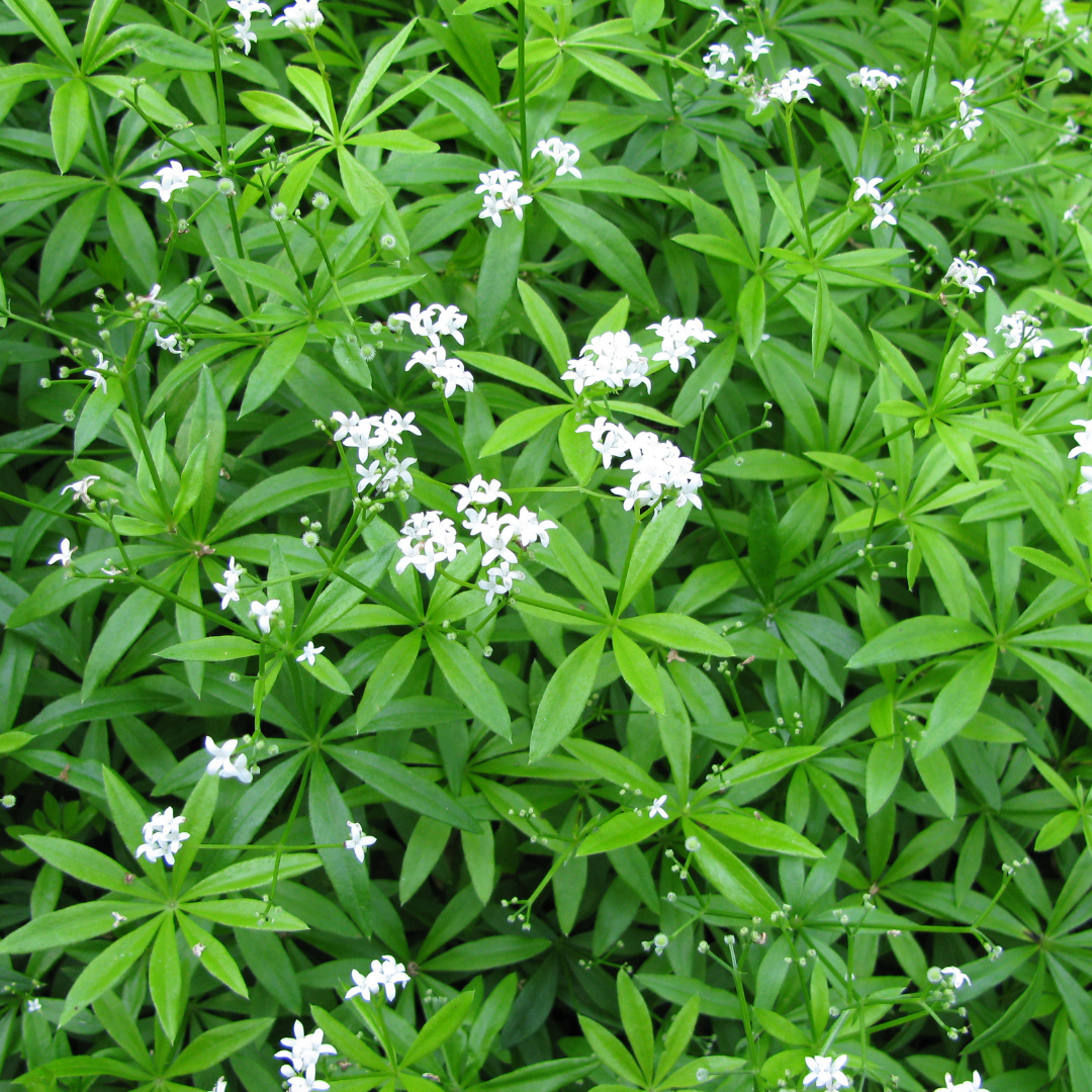 Galium odoratum Waldmeister – 6 Pflanzen – Ø9cm – Höhe 10-25cm – Duftender Bodendecker – Weiße Blüten – Pflegeleicht für Schattenbeet & Naturgarten