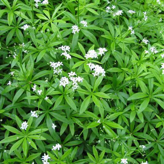 Galium odoratum Waldmeister – 6 Pflanzen – Ø9cm – Höhe 10-25cm – Duftender Bodendecker – Weiße Blüten – Pflegeleicht für Schattenbeet & Naturgarten