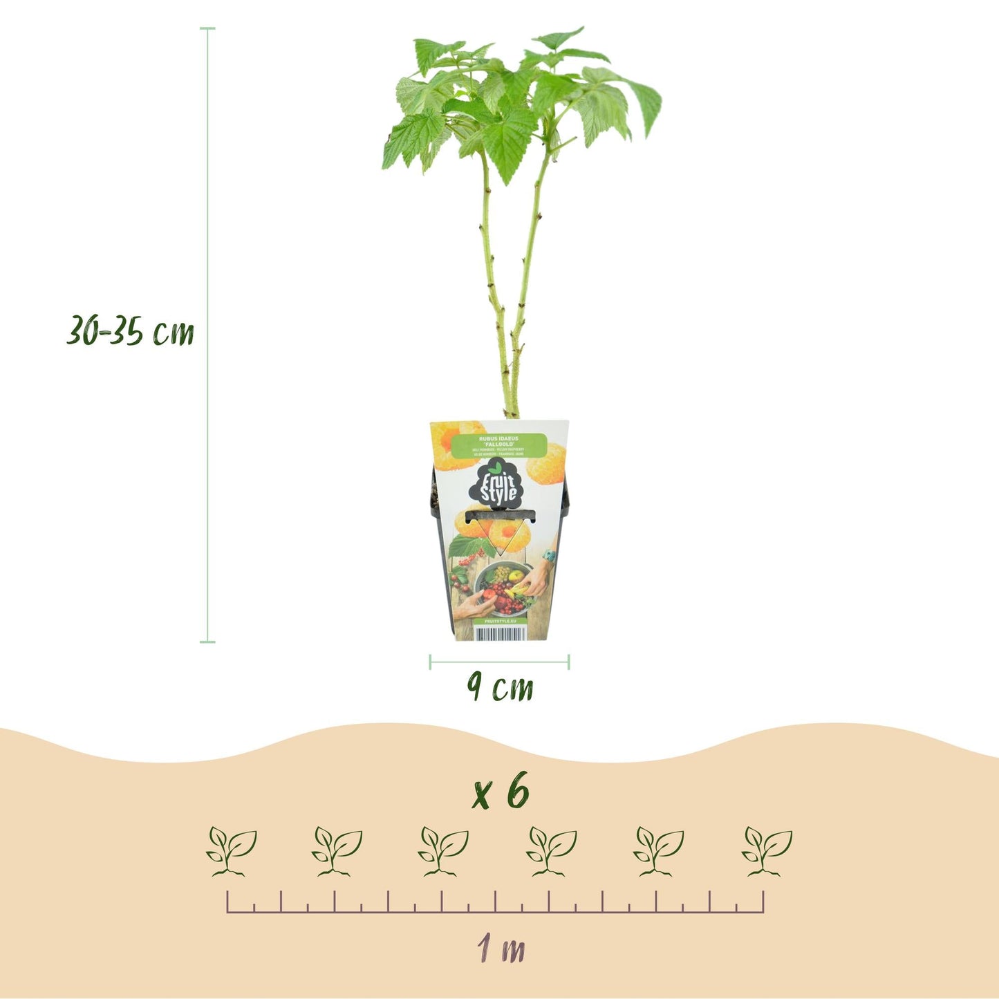 Gelbe Himbeere Rubus idaeus Fallgold winterhart 6 Pflanzen Ø9cm Höhe 30cm – Gelbe Himbeere für Garten Beet Balkon & Terrasse – Süß & aromatisch