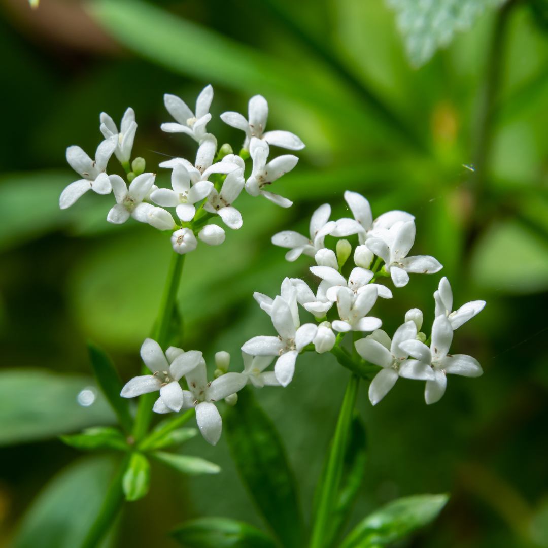 Galium odoratum Waldmeister – 6 Pflanzen – Ø9cm – Höhe 10-25cm – Duftender Bodendecker – Weiße Blüten – Pflegeleicht für Schattenbeet & Naturgarten