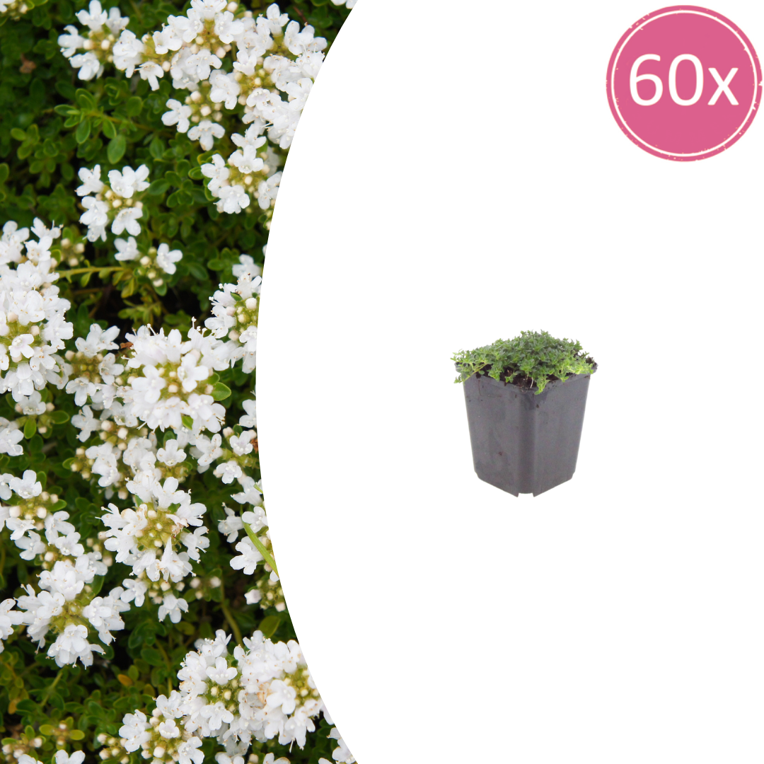 Thymian Thymus praecox Albiflorus Bodendecker – 60 Pflanzen – Ø9cm – Höhe 10-25cm – Weiß blühender Polsterthymian – Winterhart – Für Steingarten, Beet & Trittflächen