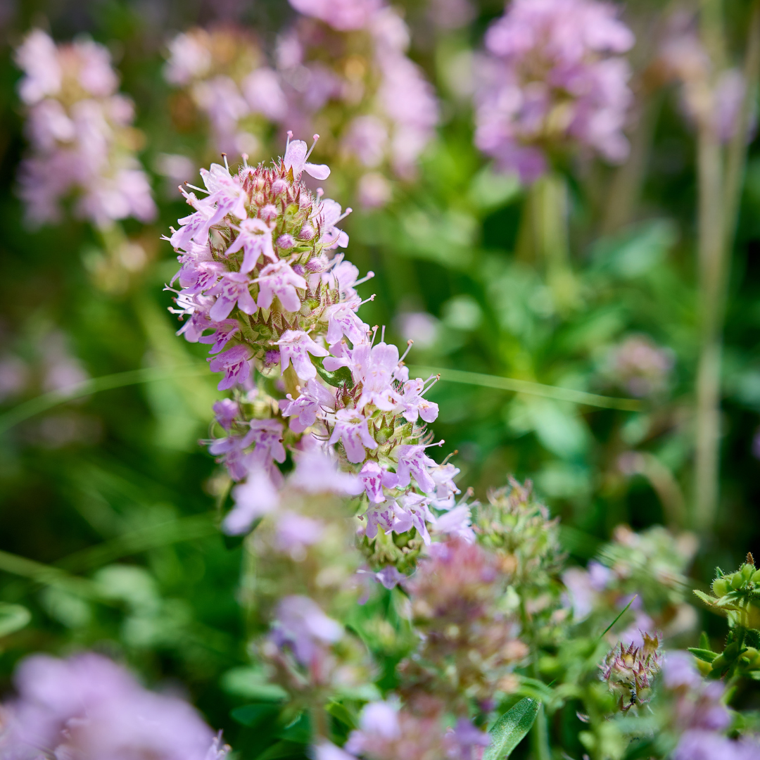 Thymus vulgaris Gartenthymian – 6 Pflanzen – Ø9cm – Höhe 10-25cm – Winterhartes Küchenkraut – Aromatisch – Bienenfreundlich für Beet, Kräutergarten & Balkon