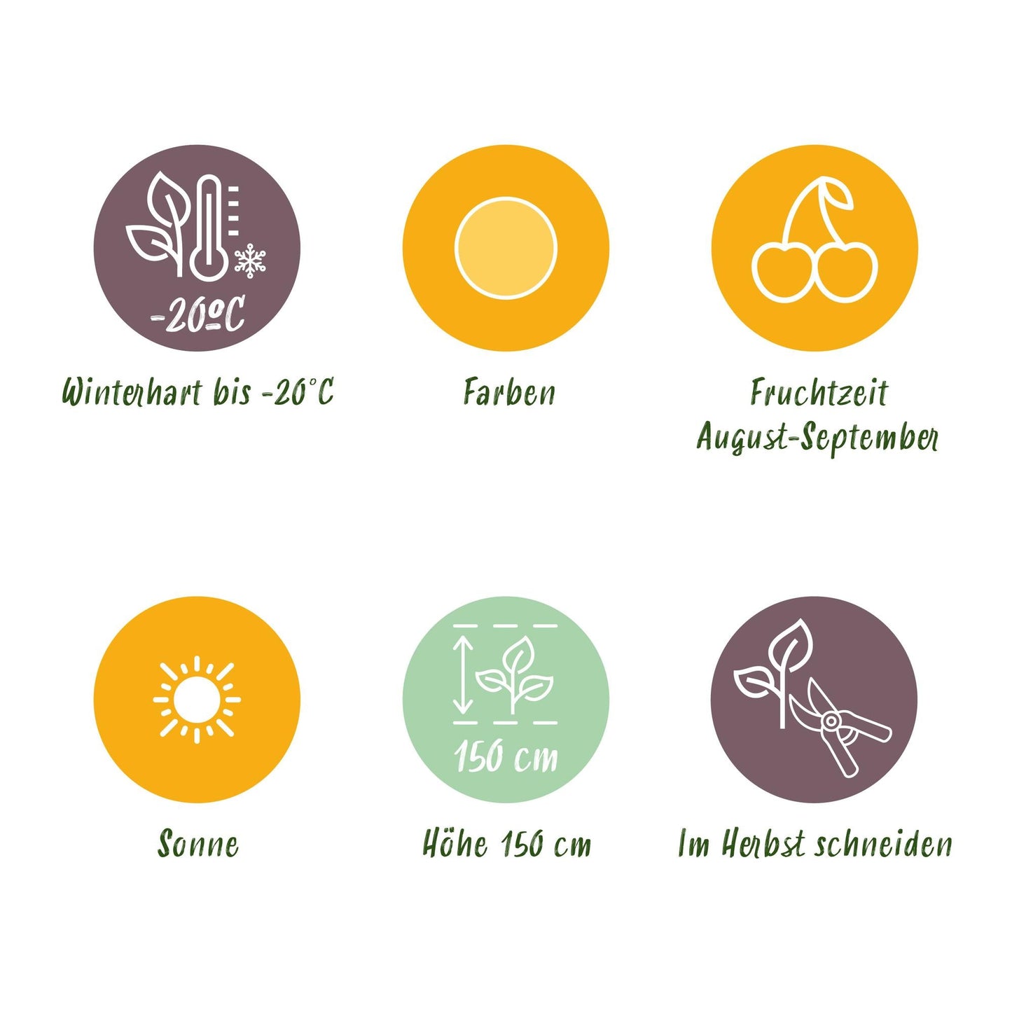 Gelbe Himbeere Rubus idaeus Fallgold winterhart 6 Pflanzen Ø9cm Höhe 30cm – Gelbe Himbeere für Garten Beet Balkon & Terrasse – Süß & aromatisch