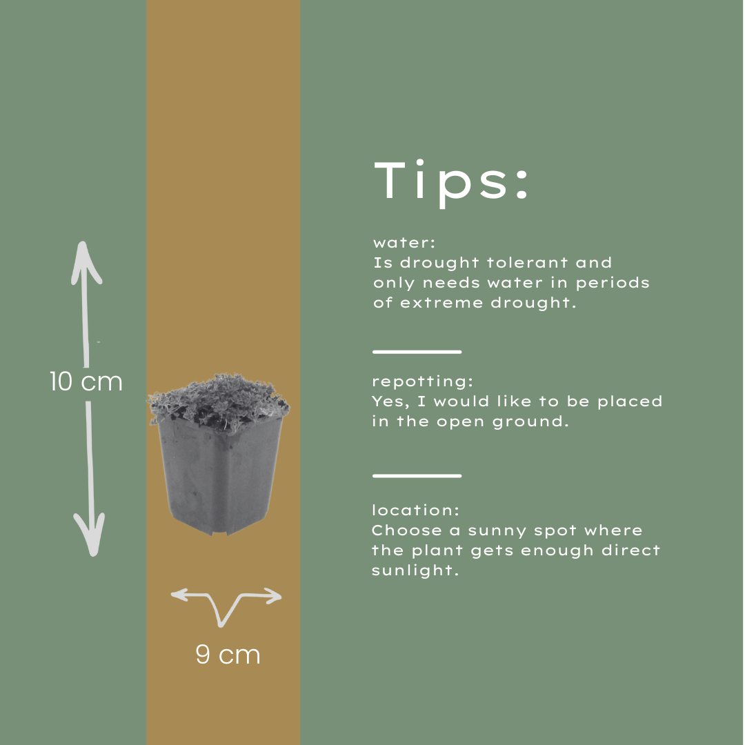 Thymian Thymus praecox Albiflorus Bodendecker – 60 Pflanzen – Ø9cm – Höhe 10-25cm – Weiß blühender Polsterthymian – Winterhart – Für Steingarten, Beet & Trittflächen