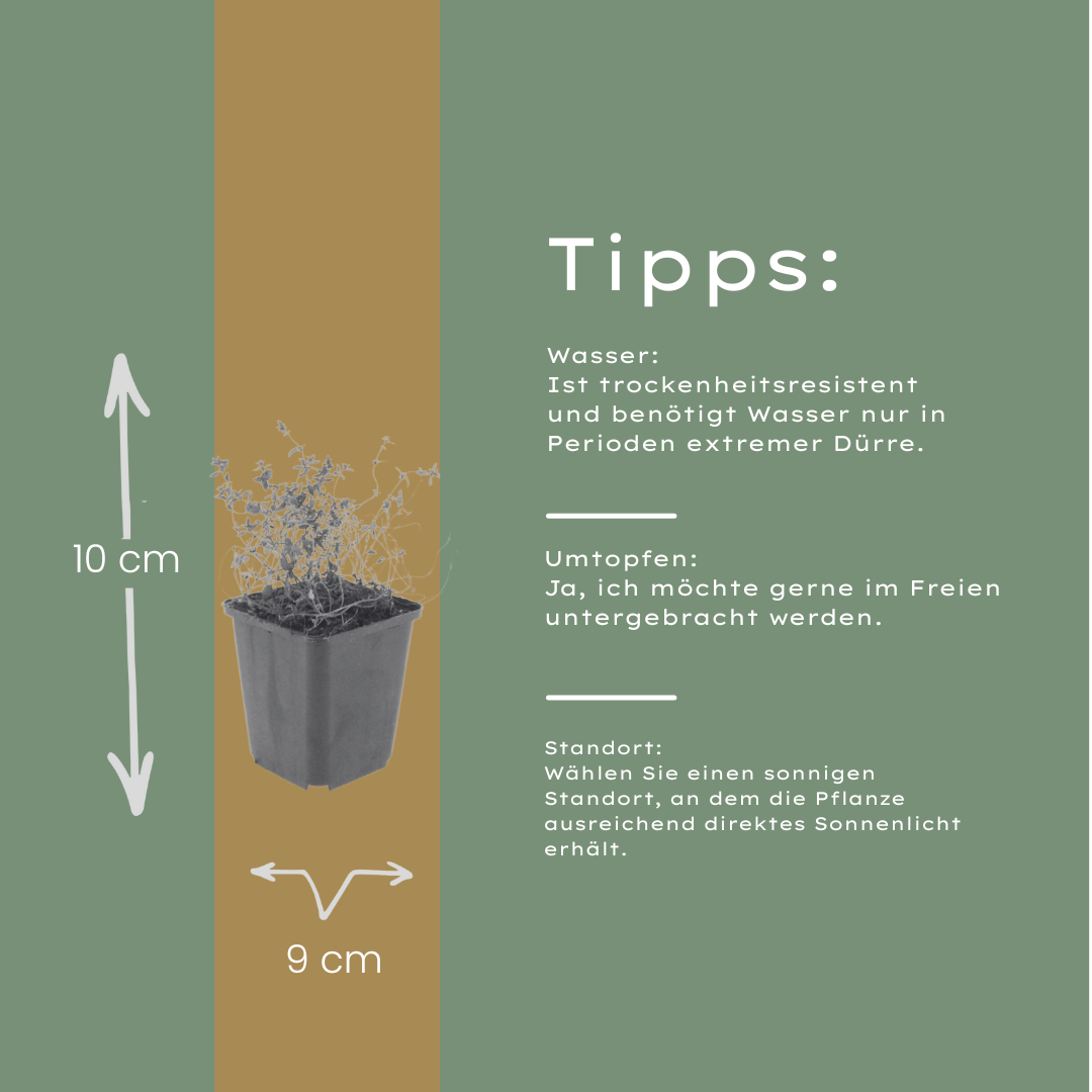 Thymus vulgaris Gartenthymian – 6 Pflanzen – Ø9cm – Höhe 10-25cm – Winterhartes Küchenkraut – Aromatisch – Bienenfreundlich für Beet, Kräutergarten & Balkon
