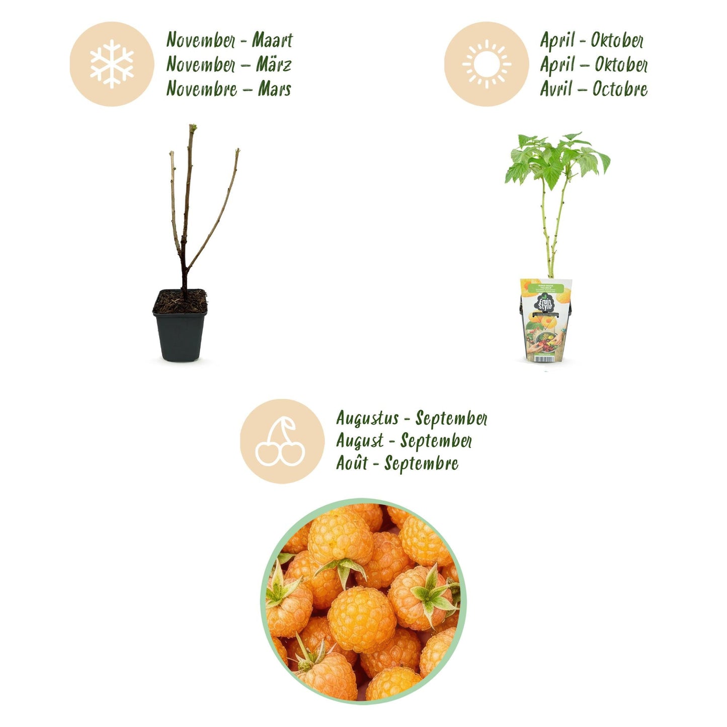 Gelbe Himbeere Rubus idaeus Fallgold winterhart 6 Pflanzen Ø9cm Höhe 30cm – Gelbe Himbeere für Garten Beet Balkon & Terrasse – Süß & aromatisch
