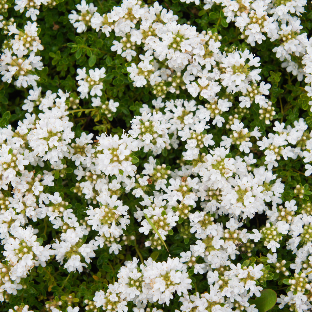 Thymian Thymus praecox Albiflorus Bodendecker – 60 Pflanzen – Ø9cm – Höhe 10-25cm – Weiß blühender Polsterthymian – Winterhart – Für Steingarten, Beet & Trittflächen