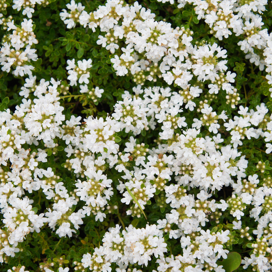 Thymian Thymus praecox Albiflorus Bodendecker – 60 Pflanzen – Ø9cm – Höhe 10-25cm – Weiß blühender Polsterthymian – Winterhart – Für Steingarten, Beet & Trittflächen