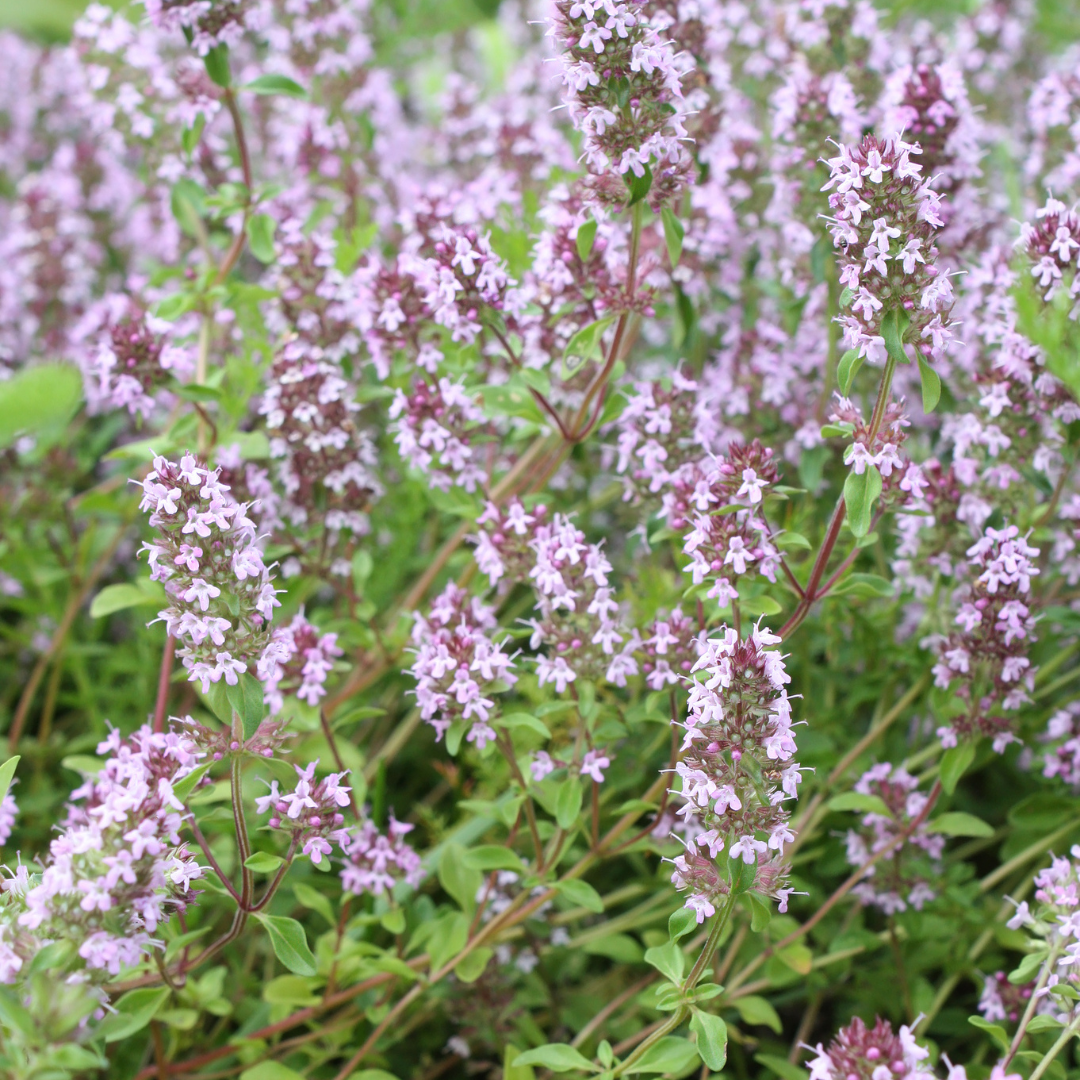 Thymus vulgaris Gartenthymian – 6 Pflanzen – Ø9cm – Höhe 10-25cm – Winterhartes Küchenkraut – Aromatisch – Bienenfreundlich für Beet, Kräutergarten & Balkon