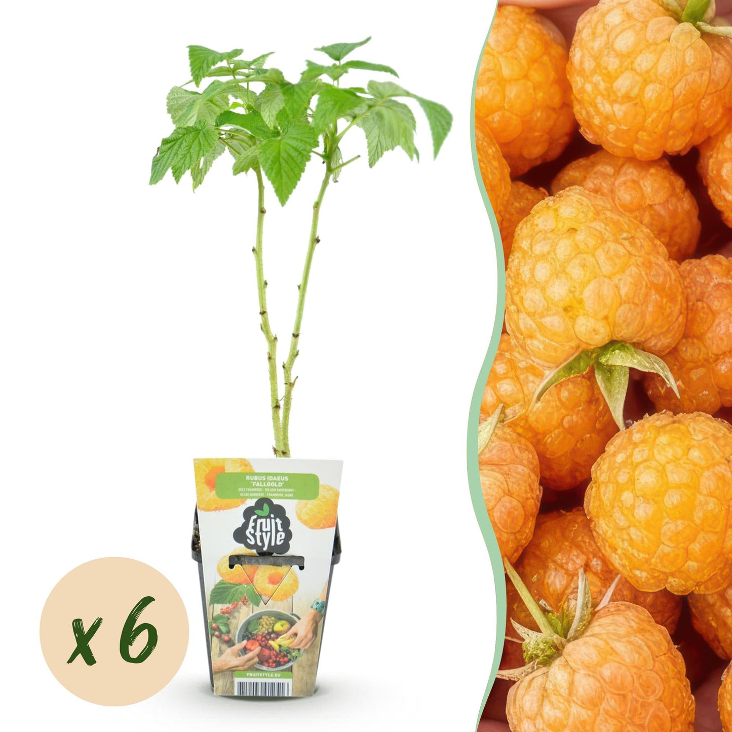 Gelbe Himbeere Rubus idaeus Fallgold winterhart 6 Pflanzen Ø9cm Höhe 30cm – Gelbe Himbeere für Garten Beet Balkon & Terrasse – Süß & aromatisch