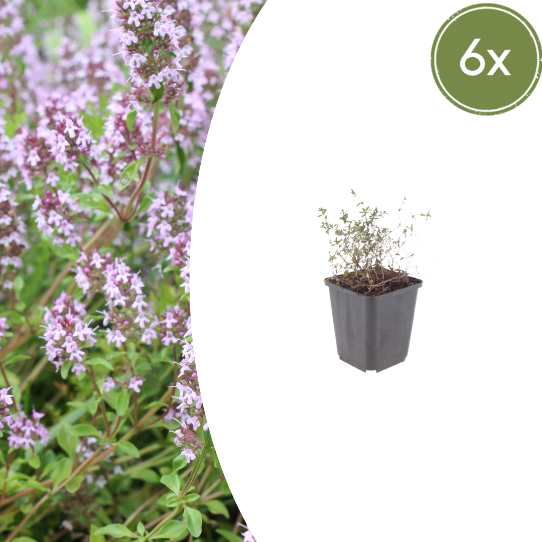 Thymus vulgaris Gartenthymian – 6 Pflanzen – Ø9cm – Höhe 10-25cm – Winterhartes Küchenkraut – Aromatisch – Bienenfreundlich für Beet, Kräutergarten & Balkon