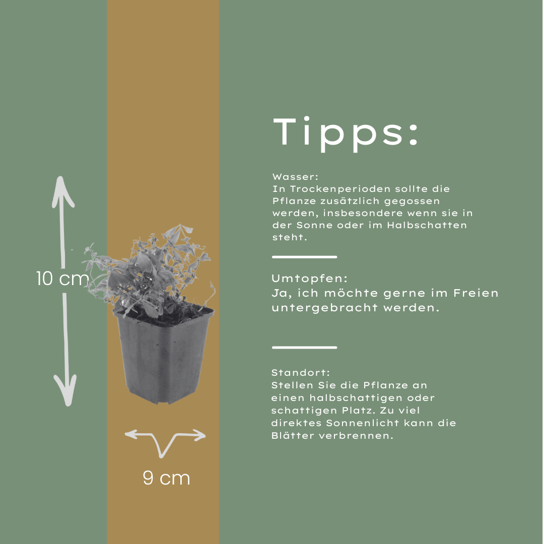 Galium odoratum Waldmeister – 6 Pflanzen – Ø9cm – Höhe 10-25cm – Duftender Bodendecker – Weiße Blüten – Pflegeleicht für Schattenbeet & Naturgarten