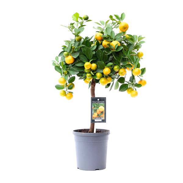 Arancio – Calamondin – 45cm – ø15 – Pianta di agrumi compatta per uso interno ed esterno – Arancio da interno facile da curare con frutti decorativi – Ideale per luoghi soleggiati