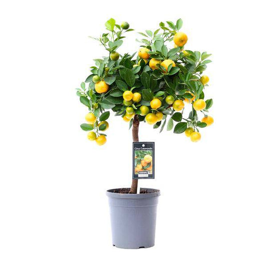 Orangenbaum – Calamondin – 45cm – ø15 – Kompakte Zitruspflanze für Innen- & Außenbereiche – Pflegeleichte Zimmerorange mit dekorativen Früchten – Ideal für sonnige Standorte