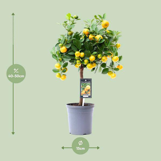 Orangenbaum – Calamondin – 45cm – ø15 – Kompakte Zitruspflanze für Innen- & Außenbereiche – Pflegeleichte Zimmerorange mit dekorativen Früchten – Ideal für sonnige Standorte