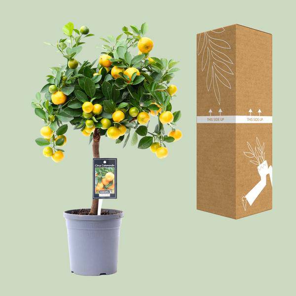 Arancio – Calamondin – 45cm – ø15 – Pianta di agrumi compatta per uso interno ed esterno – Arancio da interno facile da curare con frutti decorativi – Ideale per luoghi soleggiati